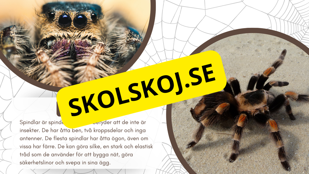 Allt om spindlar - Presentation + frågor