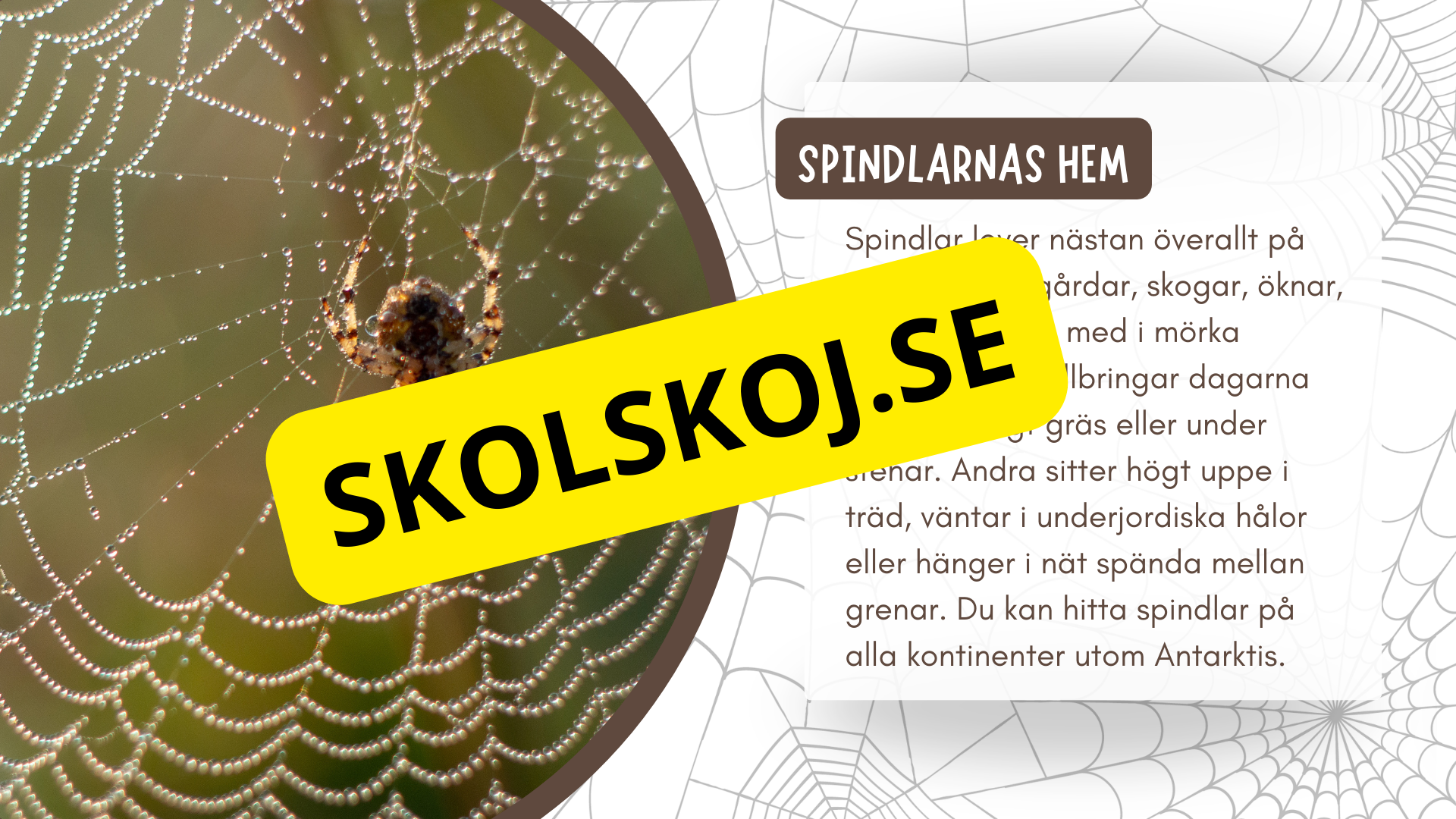 Allt om spindlar - Presentation + frågor