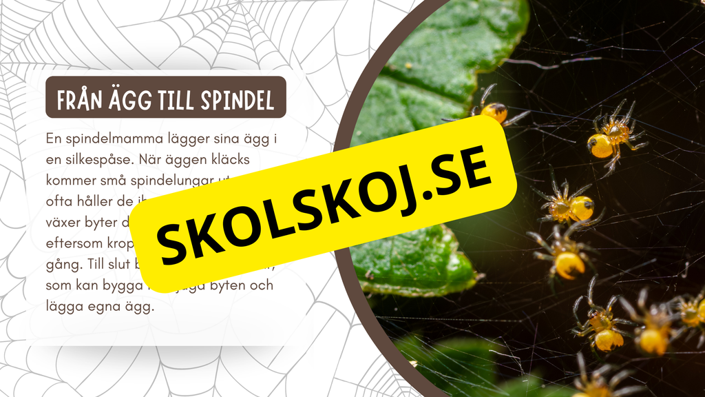 Allt om spindlar - Presentation + frågor