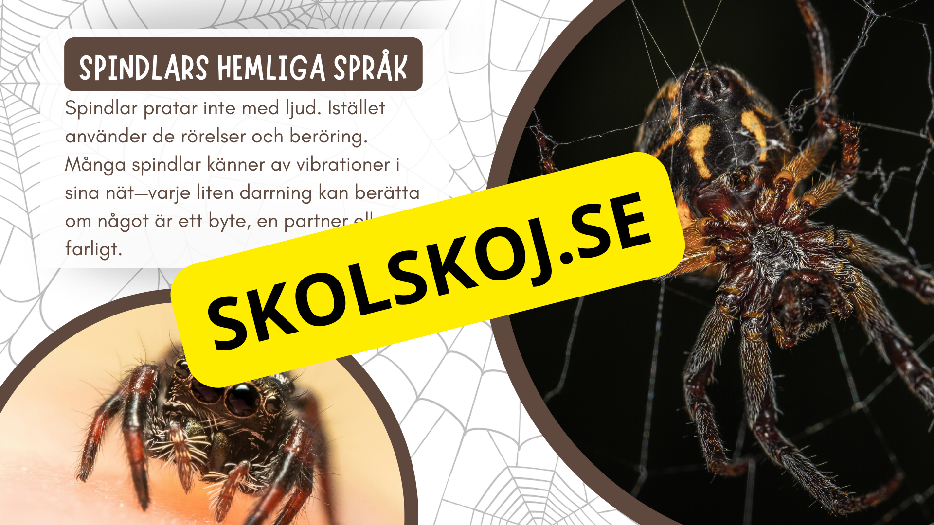 Allt om spindlar - Presentation + frågor