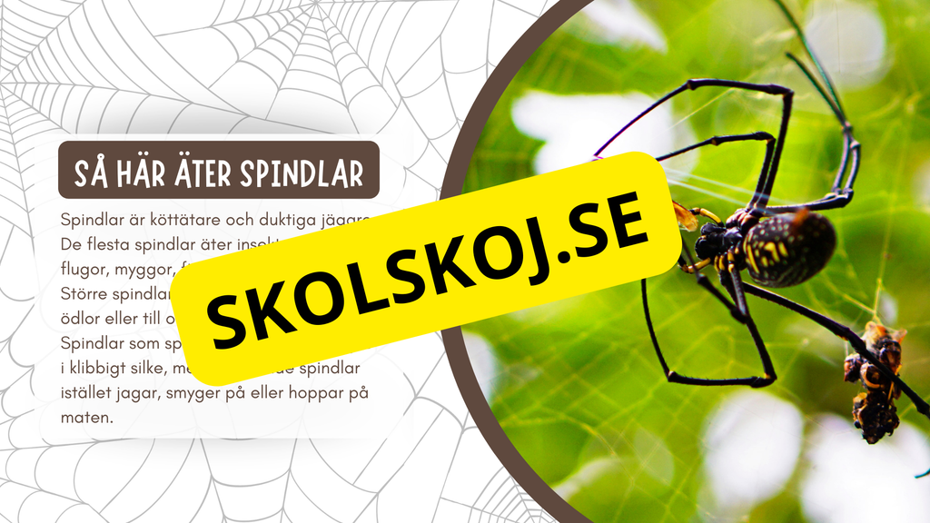 Allt om spindlar - Presentation + frågor