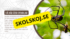 Allt om spindlar - Presentation + frågor