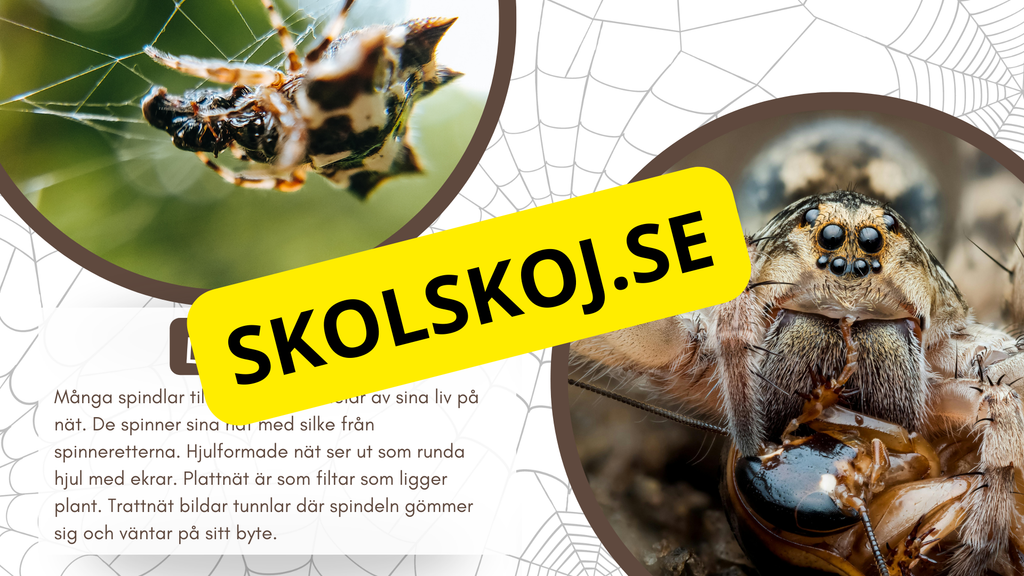 Allt om spindlar - Presentation + frågor