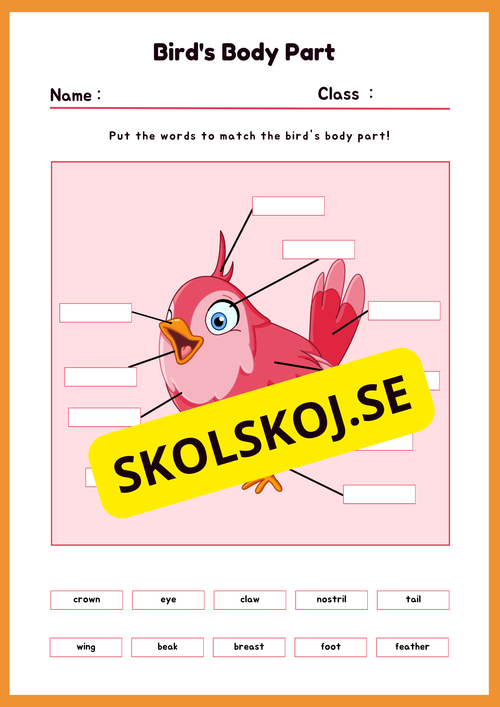 Engelska - Animal Body Parts