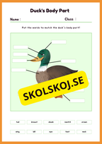 Engelska - Animal Body Parts