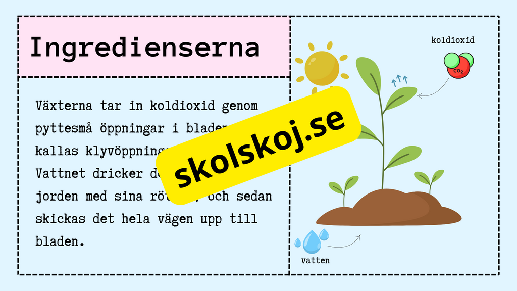 Upptäck fotosyntesen