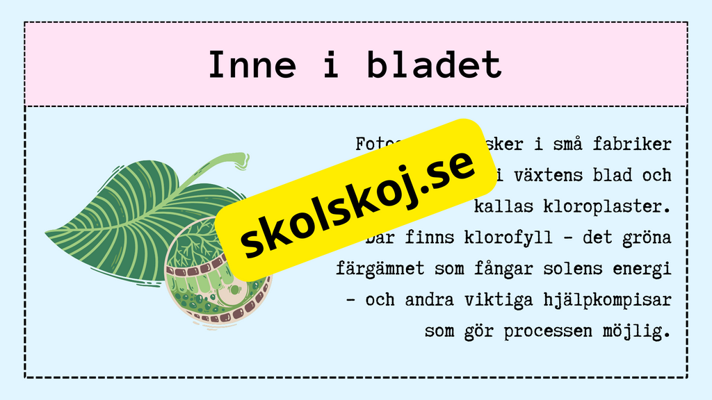 Upptäck fotosyntesen