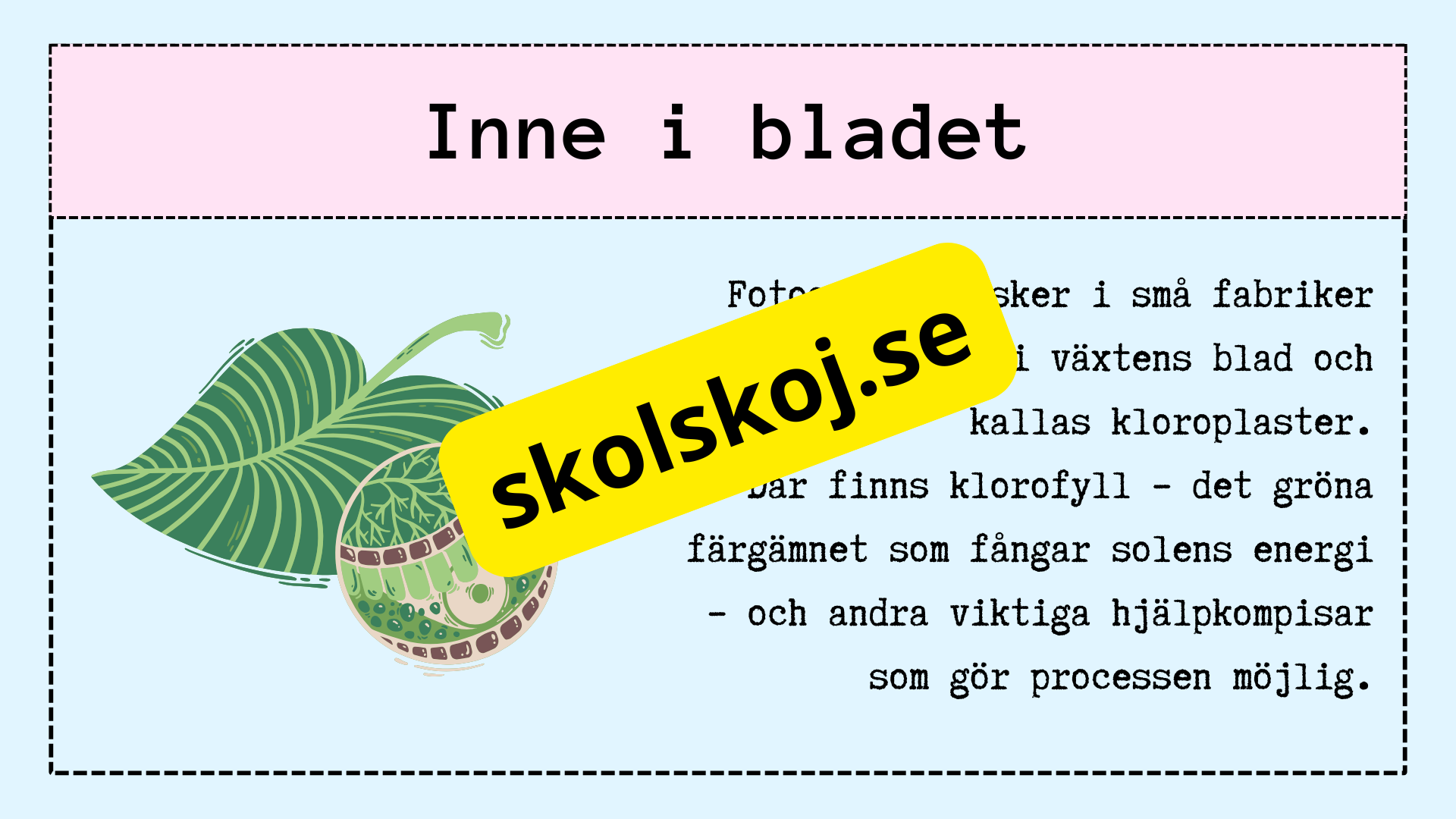 Upptäck fotosyntesen