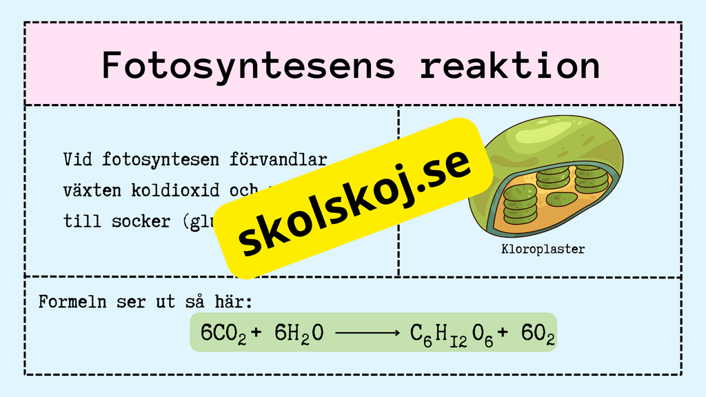 Upptäck fotosyntesen
