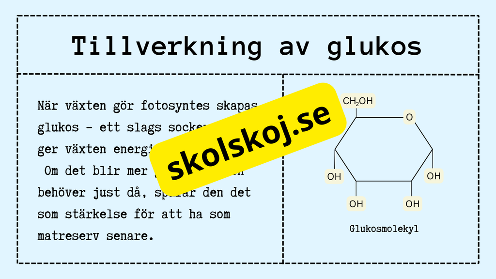 Upptäck fotosyntesen