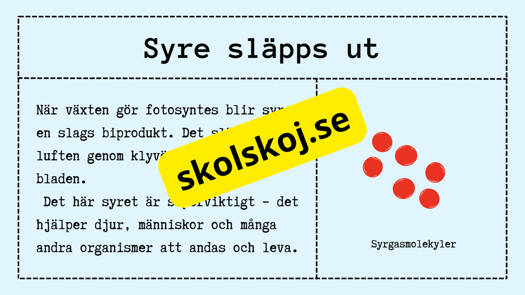 Upptäck fotosyntesen