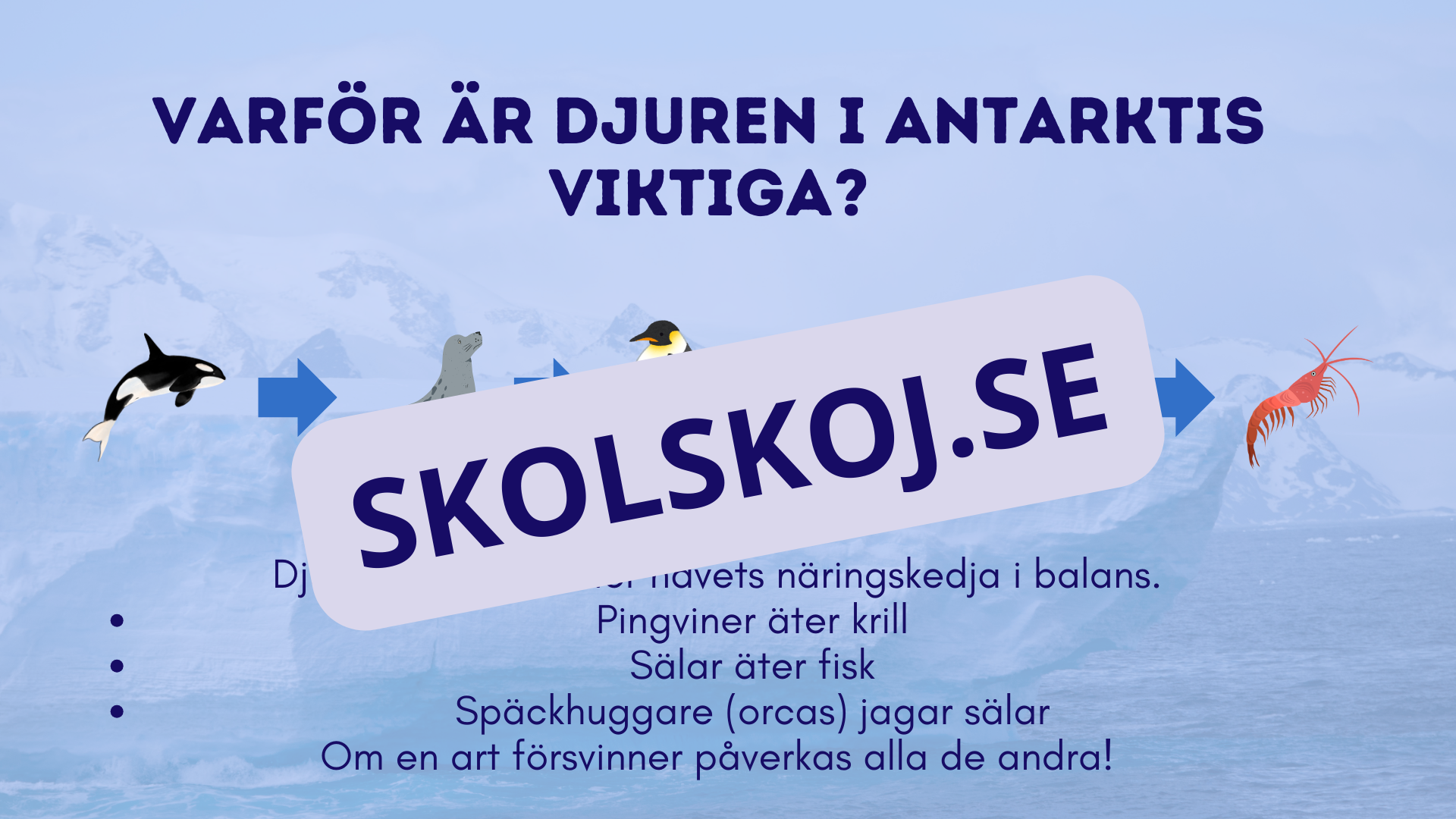 Djur i Antarktis - Presentation - Fakta och arbetsblad