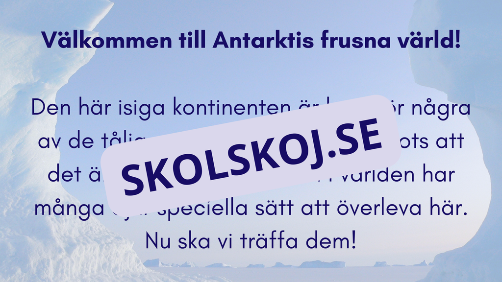 Djur i Antarktis - Presentation - Fakta och arbetsblad