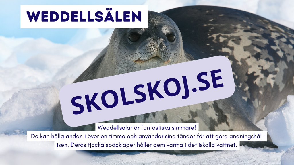 Djur i Antarktis - Presentation - Fakta och arbetsblad