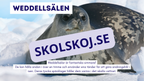 Djur i Antarktis - Presentation - Fakta och arbetsblad