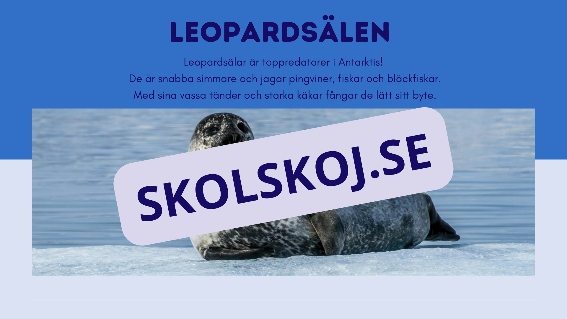 Djur i Antarktis - Presentation - Fakta och arbetsblad