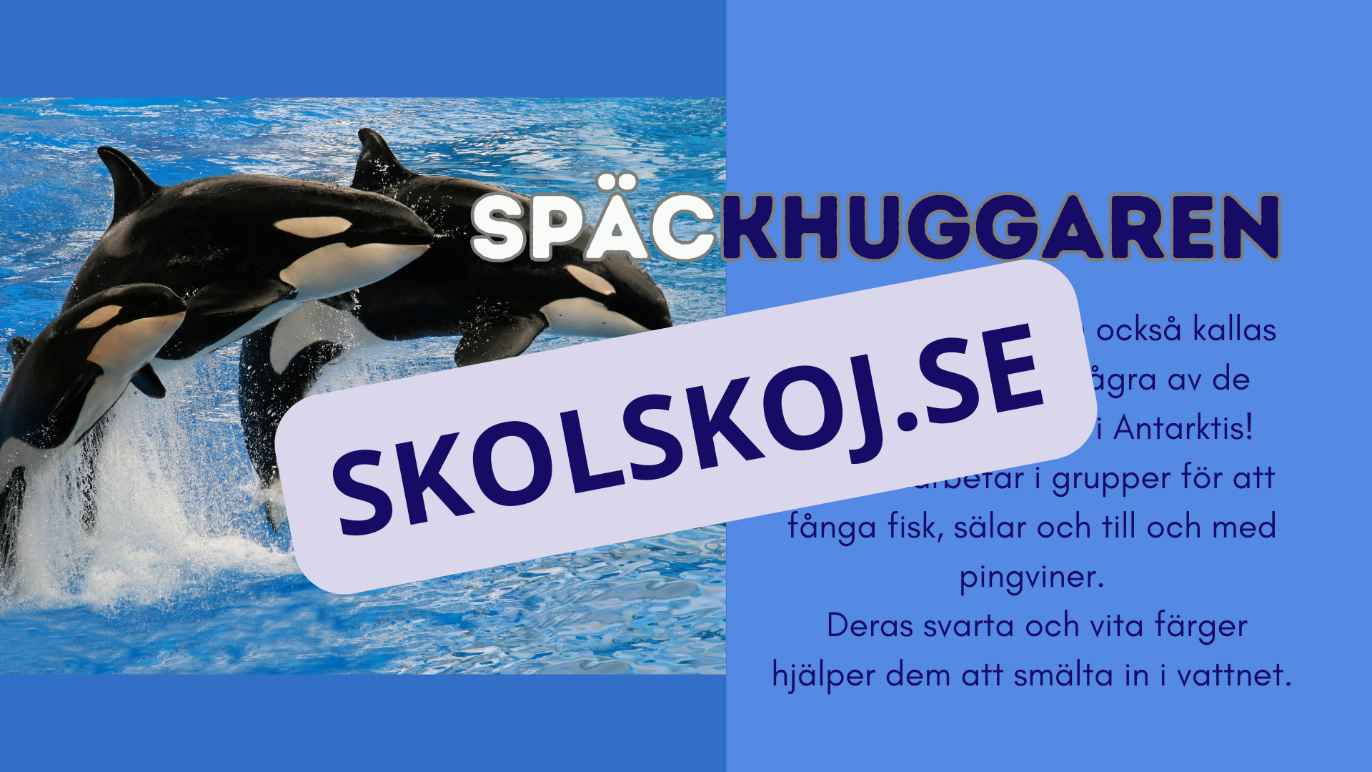 Djur i Antarktis - Presentation - Fakta och arbetsblad