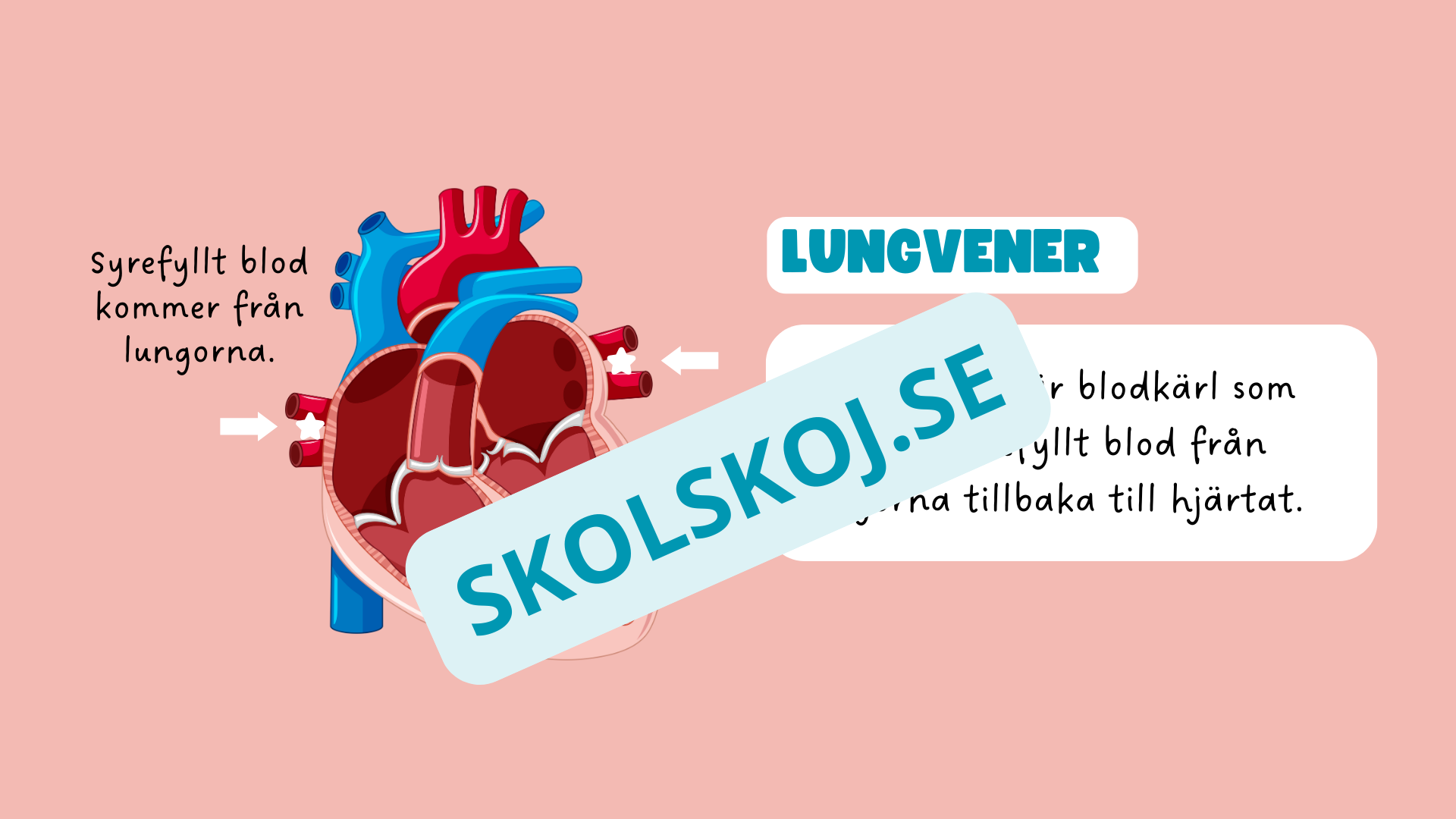 Människohjärtat - Häfte - Åk 7 - 9