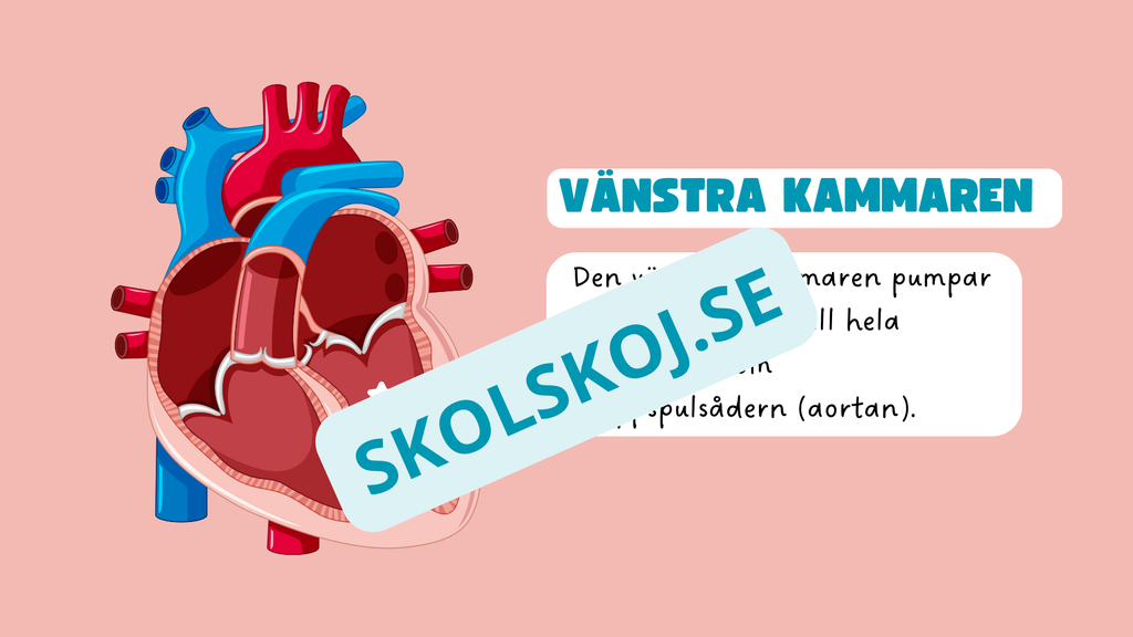 Människohjärtat - Häfte - Åk 7 - 9