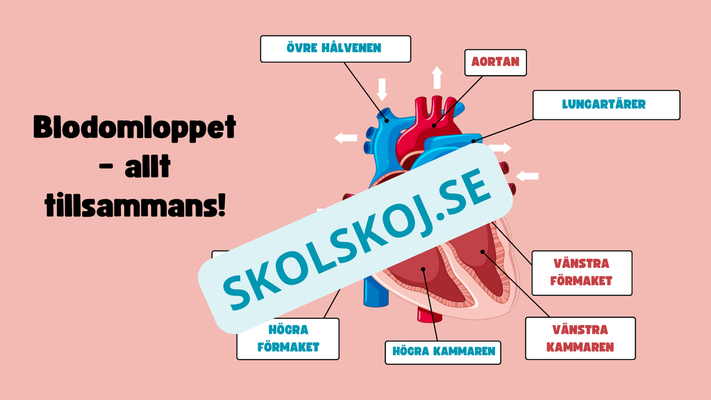Människohjärtat - Häfte - Åk 7 - 9