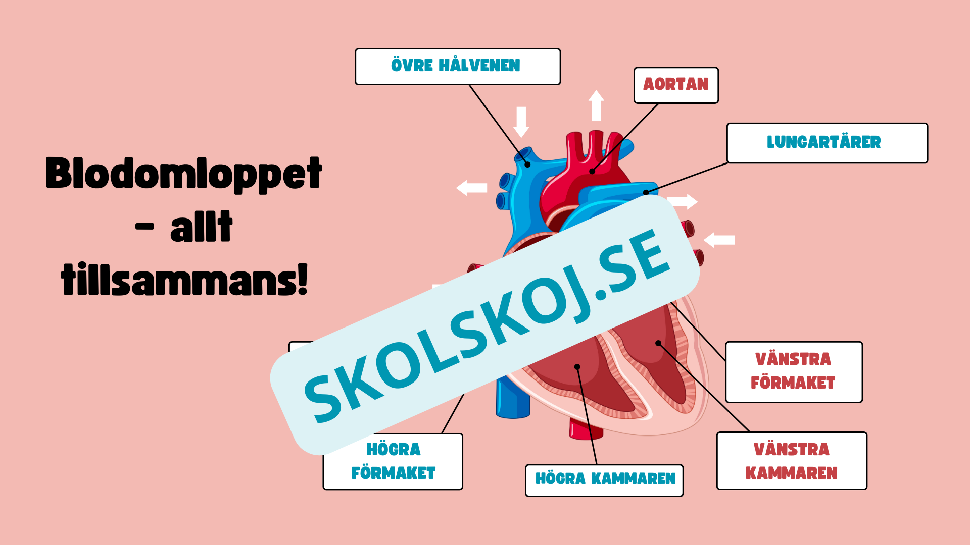 Människohjärtat - Häfte - Åk 7 - 9