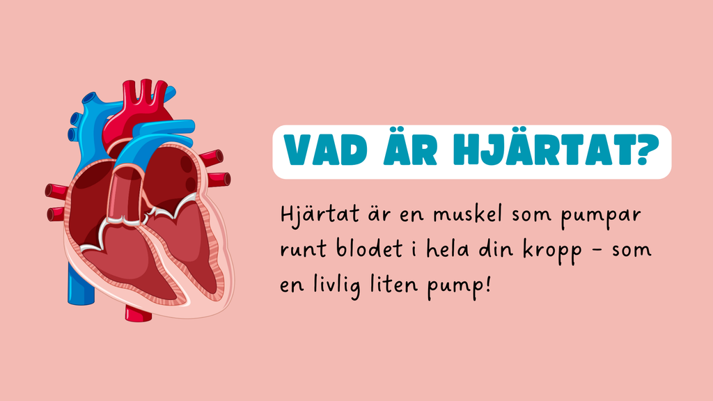 Människohjärtat - Häfte - Åk 7 - 9