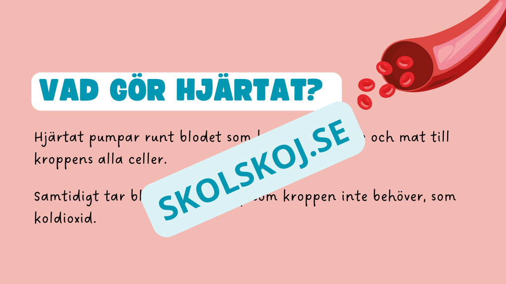 Människohjärtat - Häfte - Åk 7 - 9