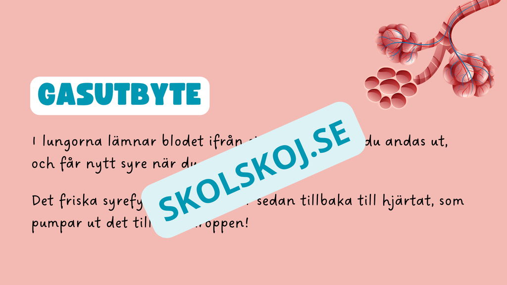 Människohjärtat - Häfte - Åk 7 - 9