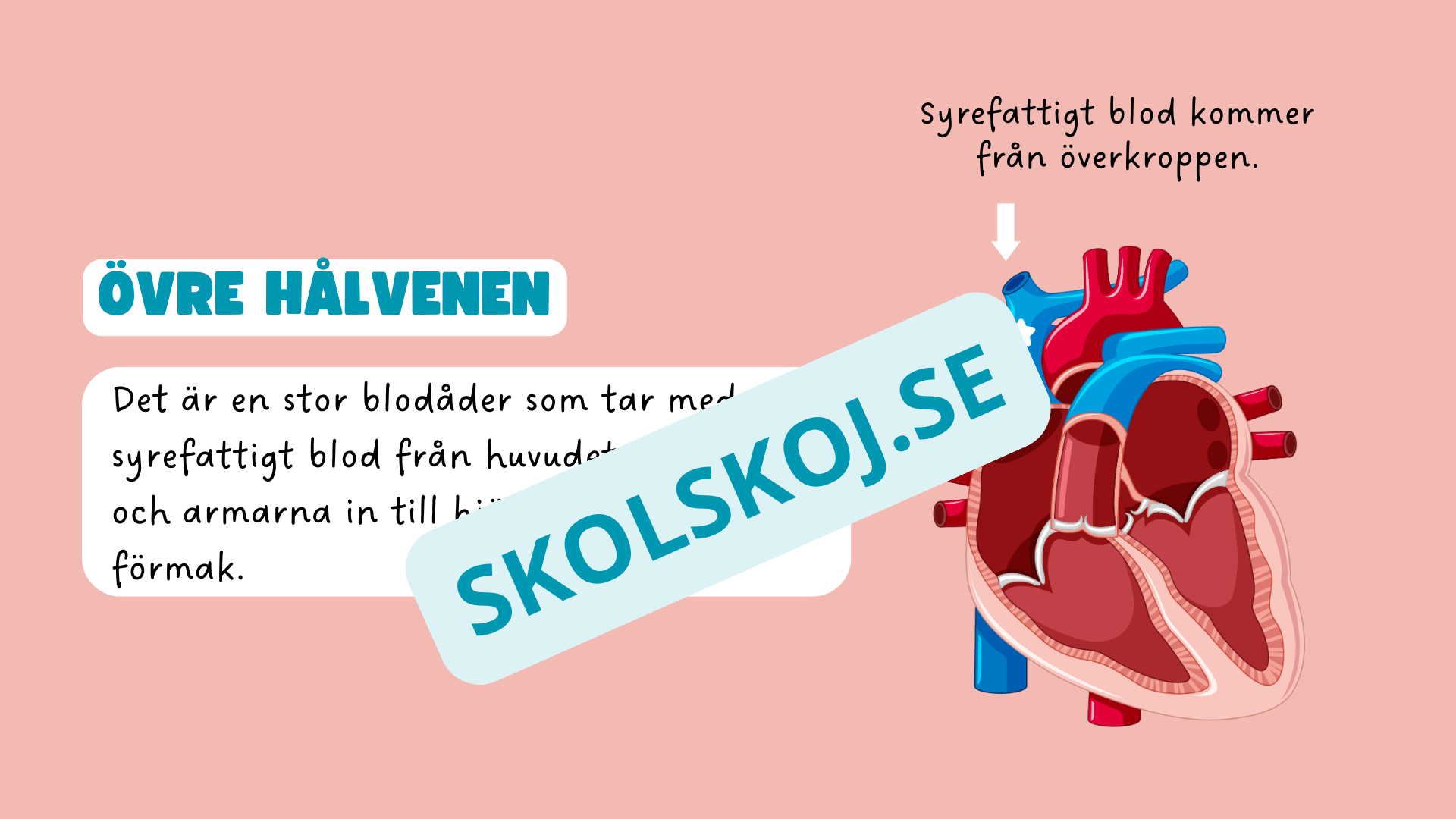 Människohjärtat - Häfte - Åk 7 - 9