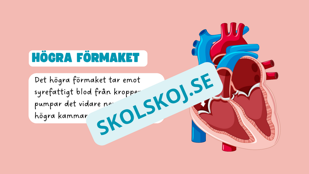 Människohjärtat - Häfte - Åk 7 - 9