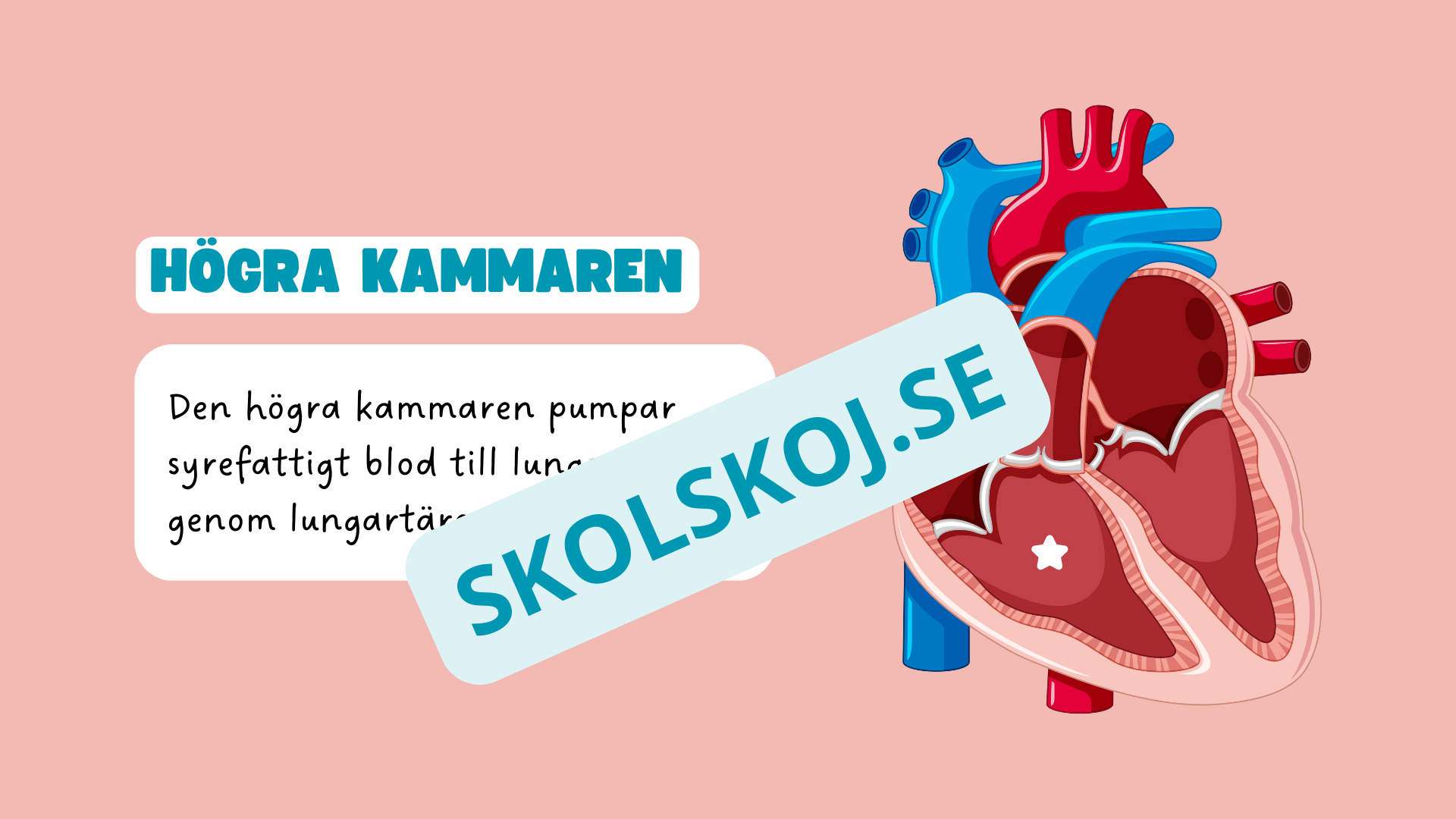 Människohjärtat - Häfte - Åk 7 - 9
