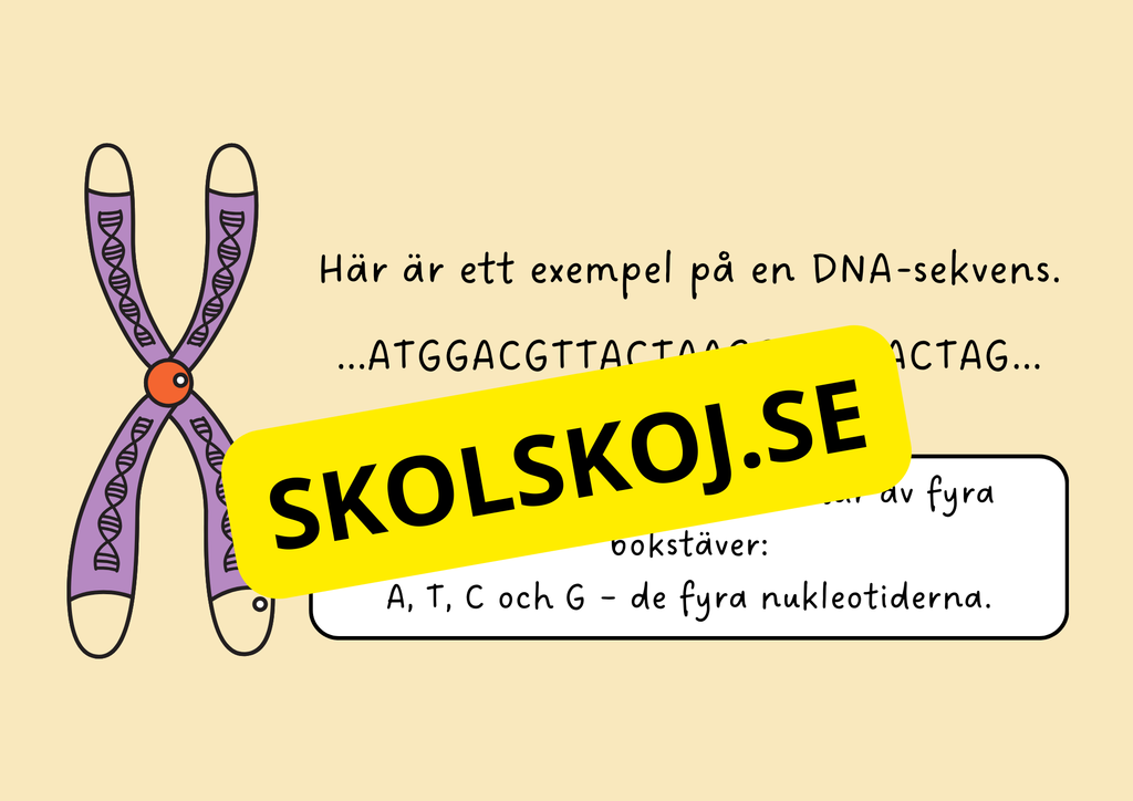 Genetik - En introduktion till DNA - Årskurs 7 - 9