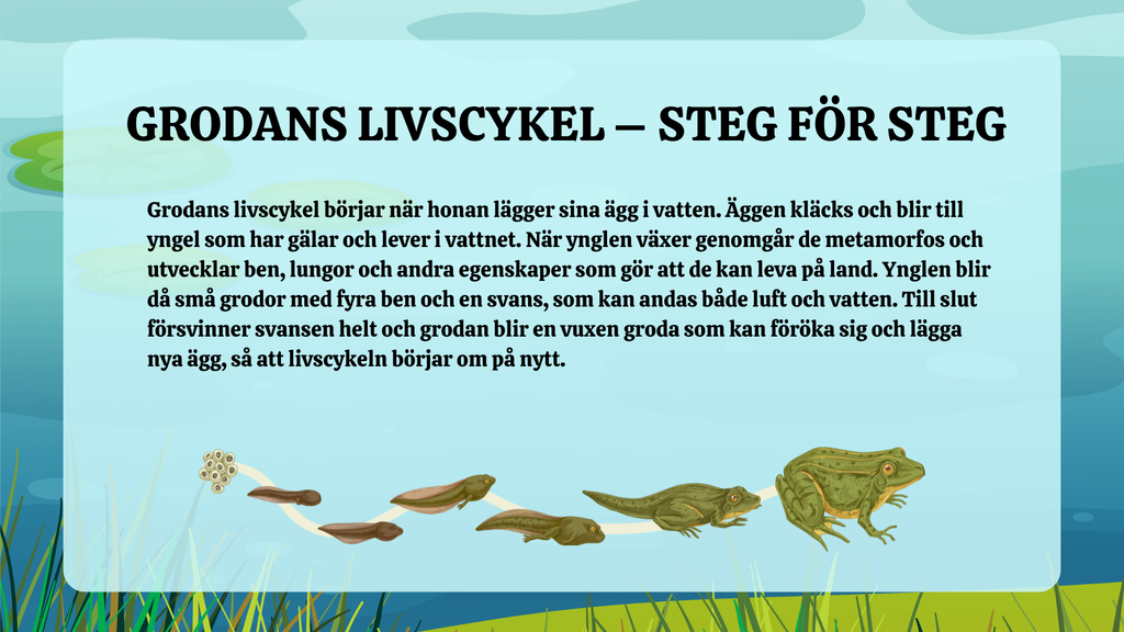 Grodans livscykel - Presentation