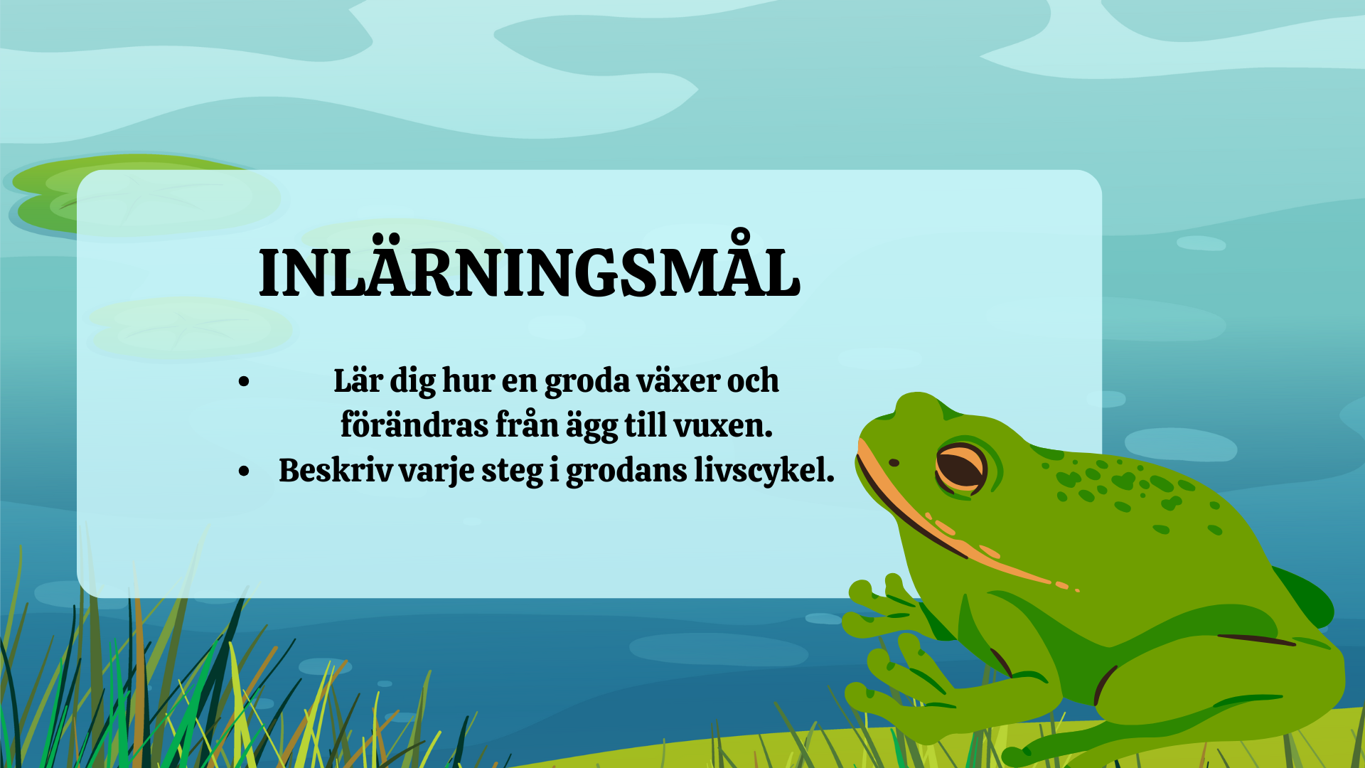 Grodans livscykel - Presentation