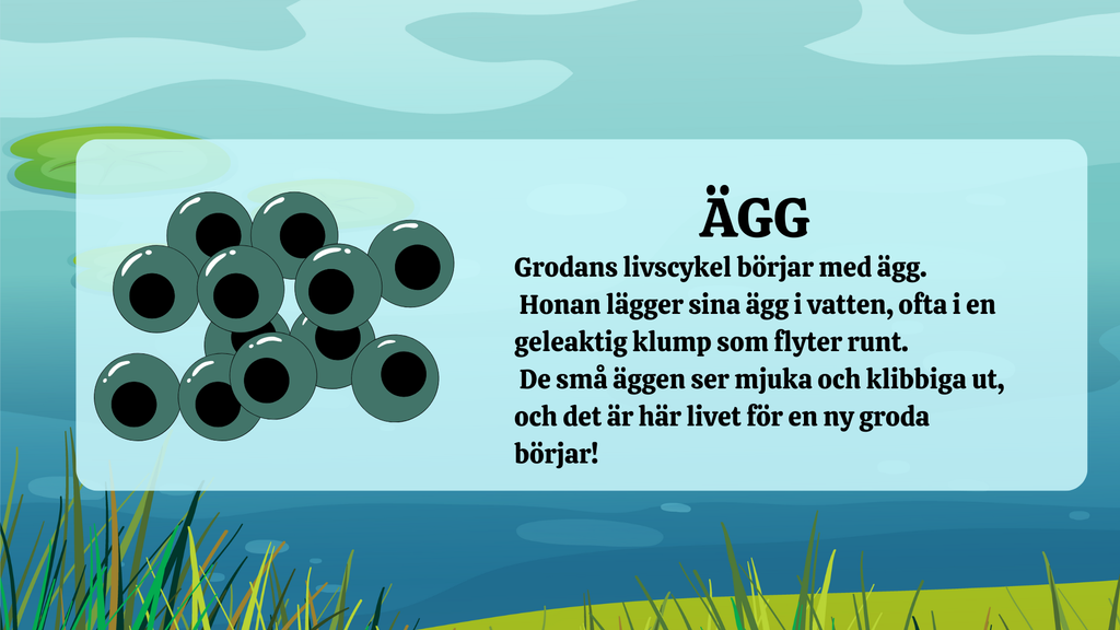 Grodans livscykel - Presentation