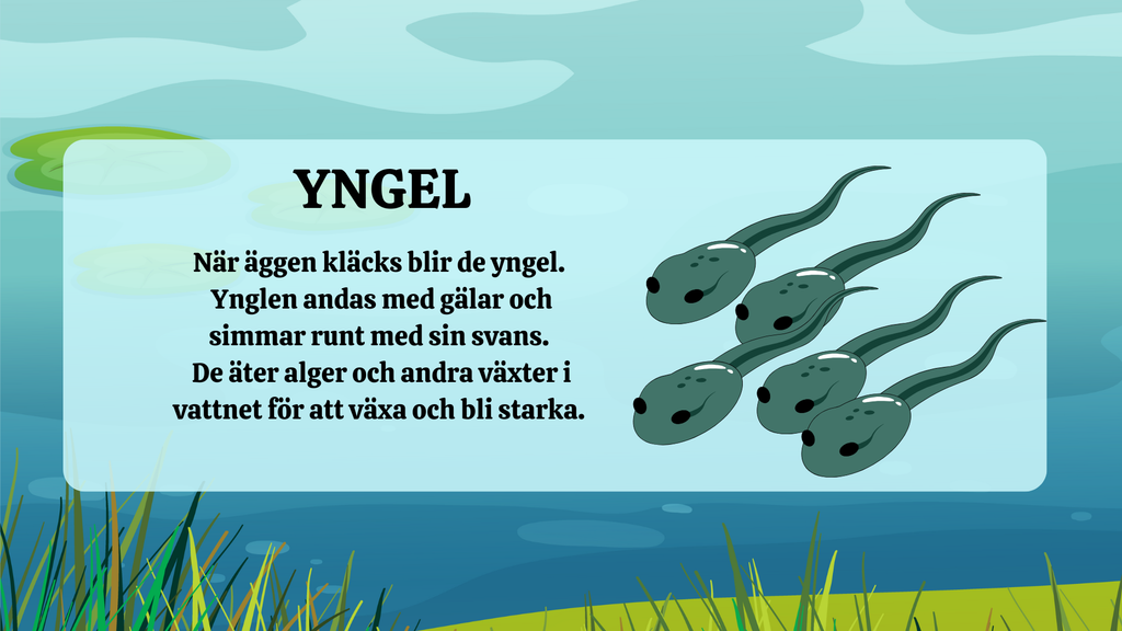 Grodans livscykel - Presentation