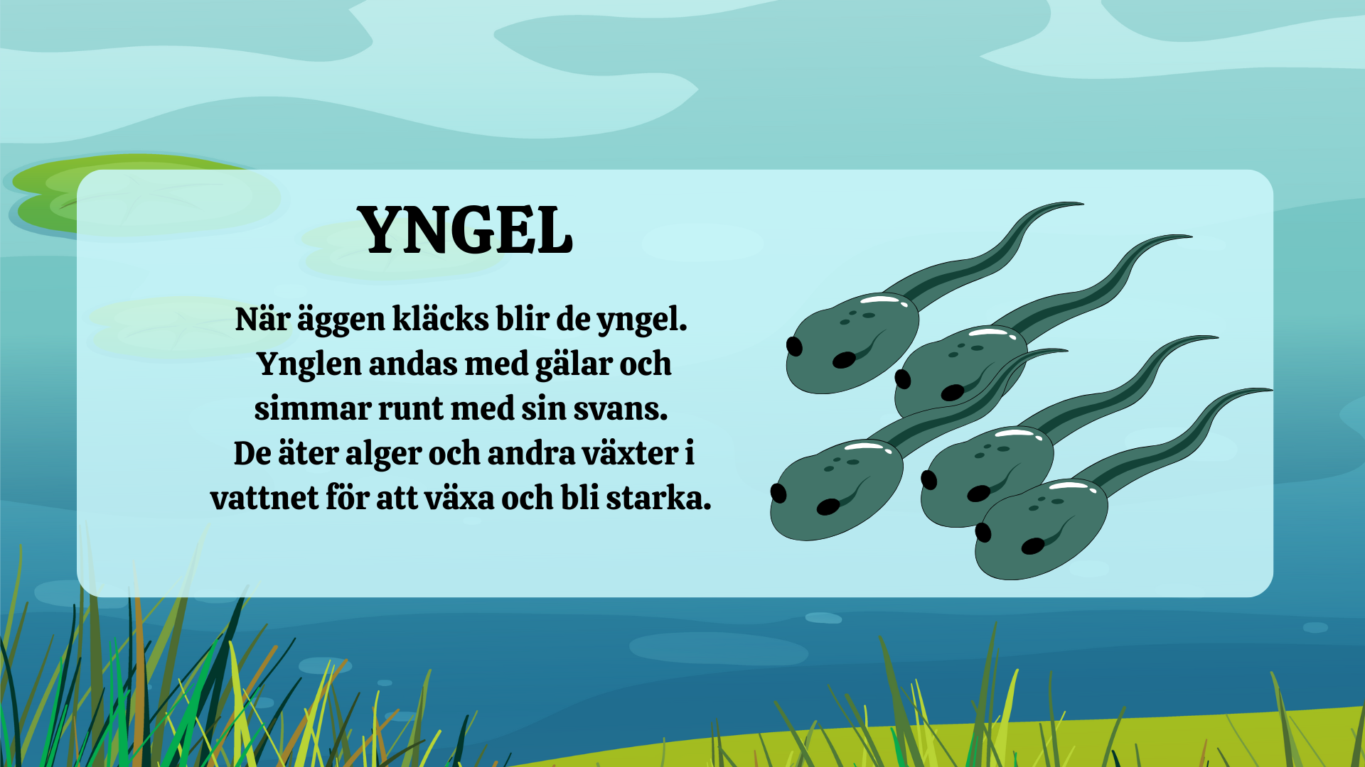 Grodans livscykel - Presentation