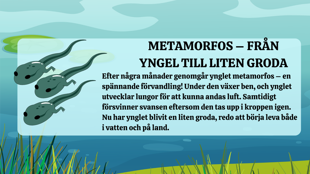 Grodans livscykel - Presentation