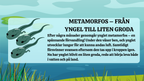Grodans livscykel - Presentation