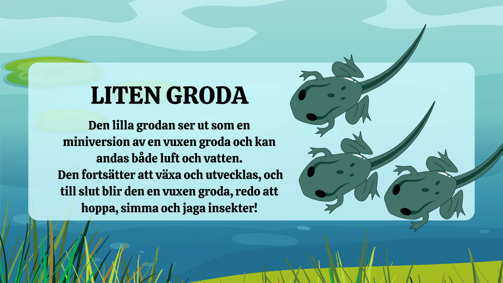 Grodans livscykel - Presentation