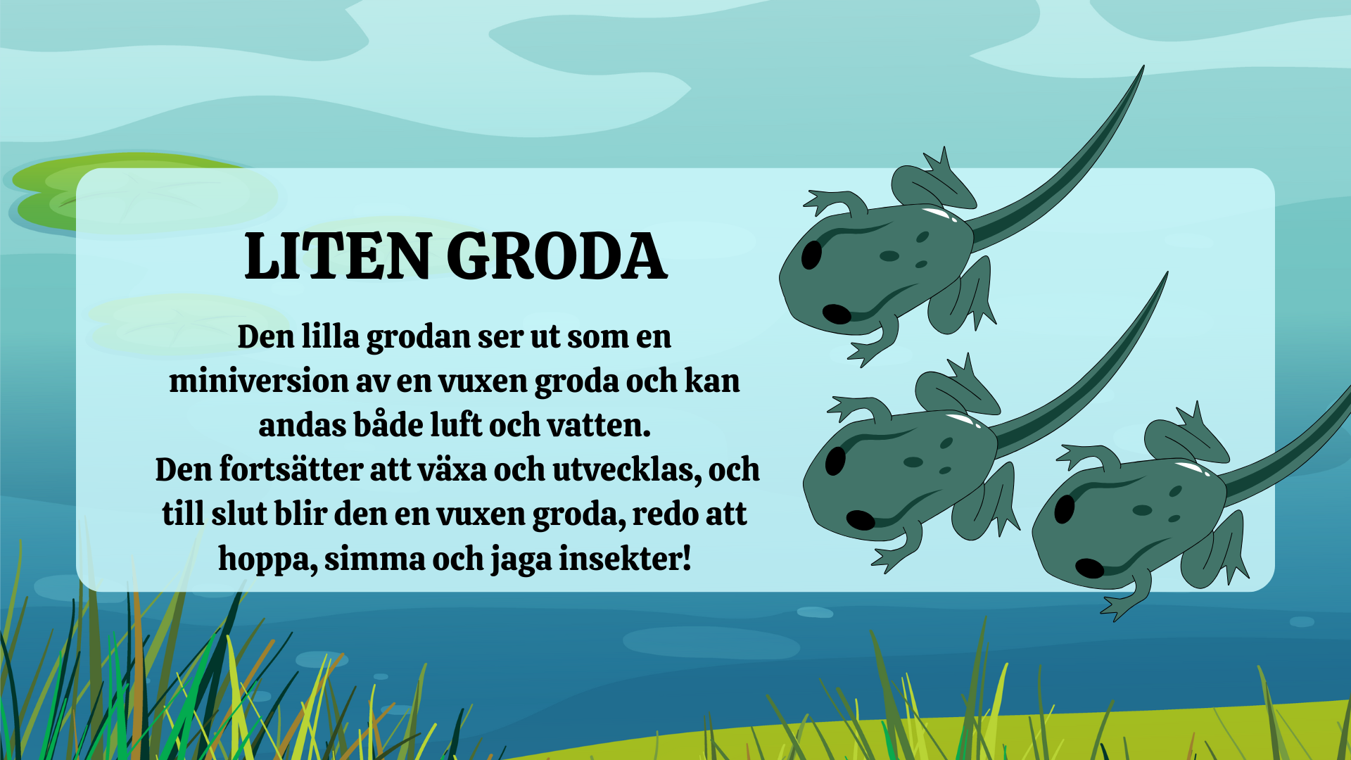 Grodans livscykel - Presentation