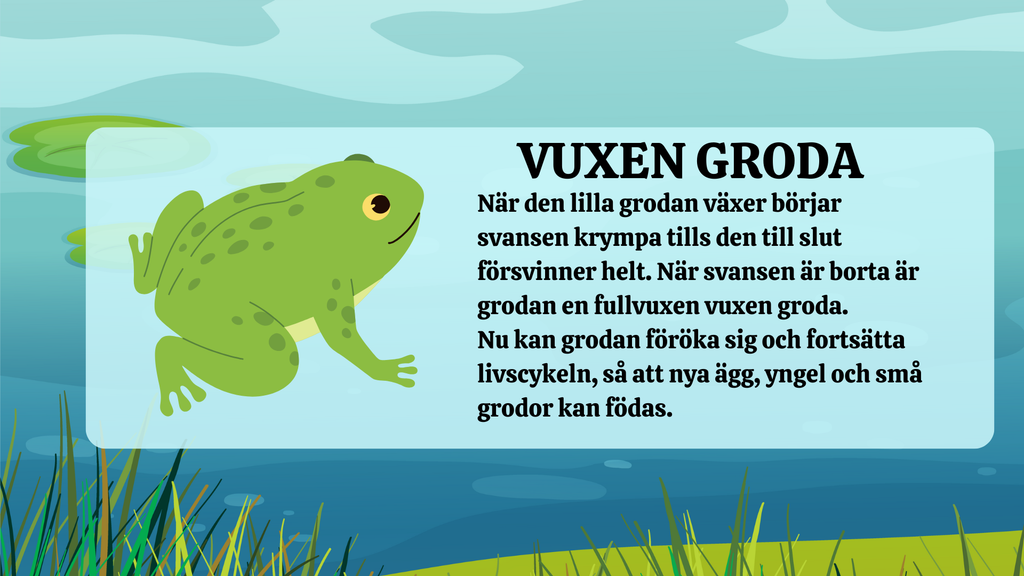 Grodans livscykel - Presentation