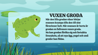 Grodans livscykel - Presentation