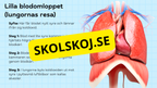 Så fungerar hjärtat – Presentation och frågor