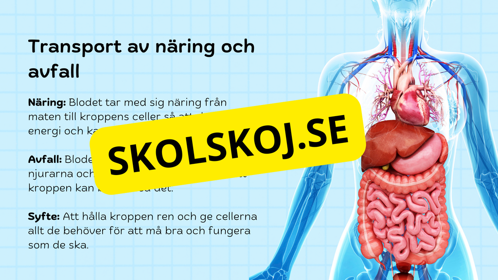 Så fungerar hjärtat – Presentation och frågor