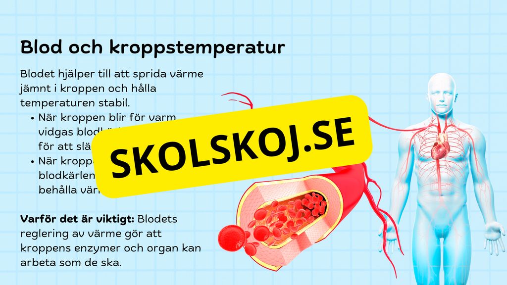 Så fungerar hjärtat – Presentation och frågor