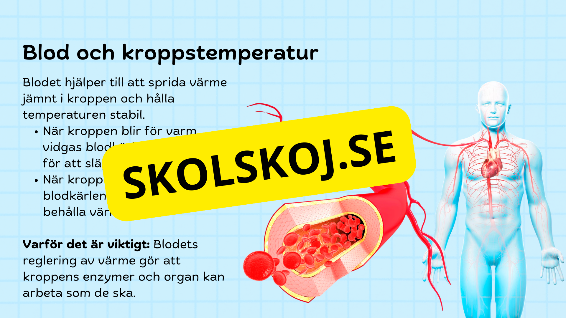 Så fungerar hjärtat – Presentation och frågor
