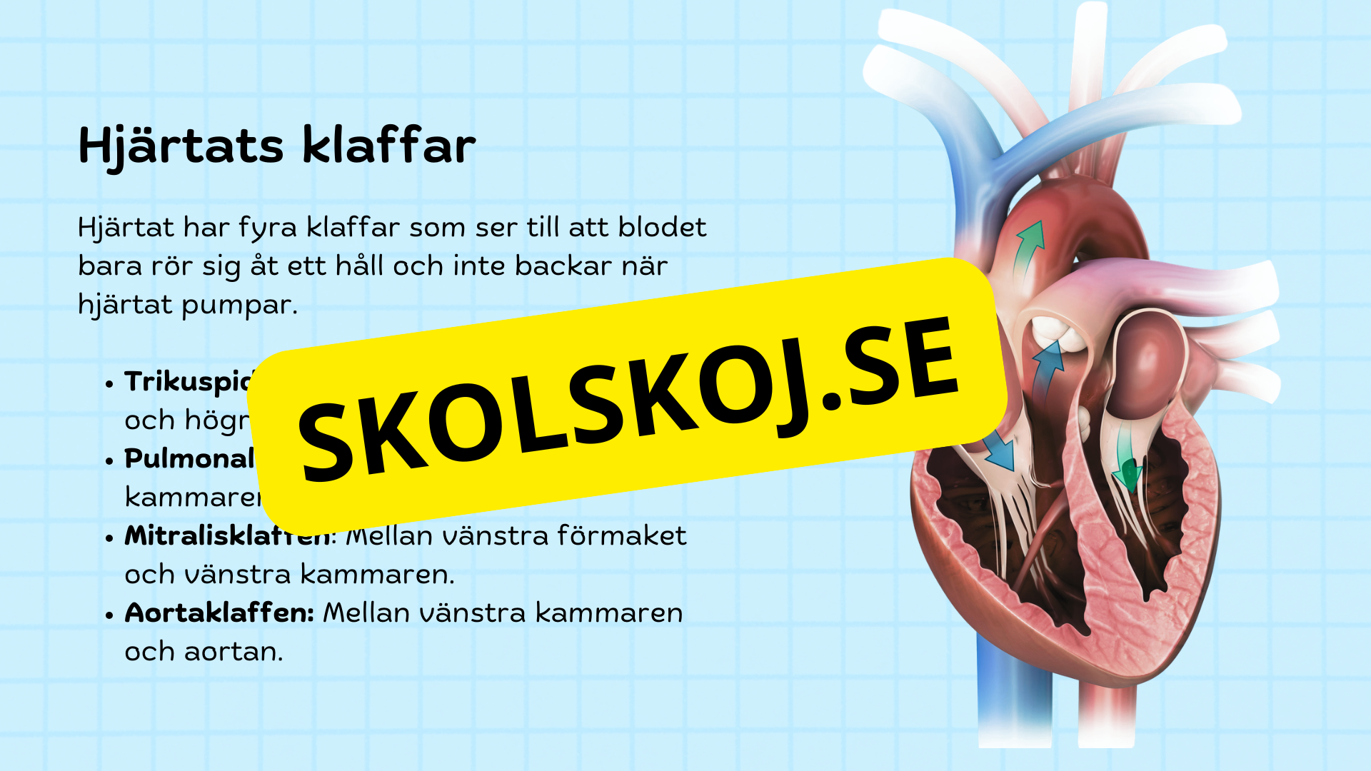Så fungerar hjärtat – Presentation och frågor
