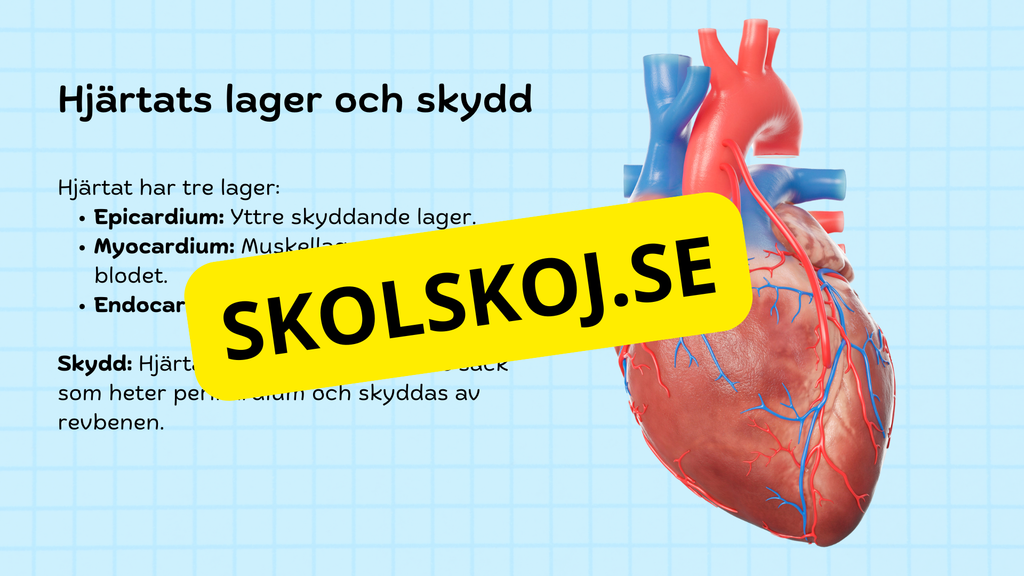 Så fungerar hjärtat – Presentation och frågor