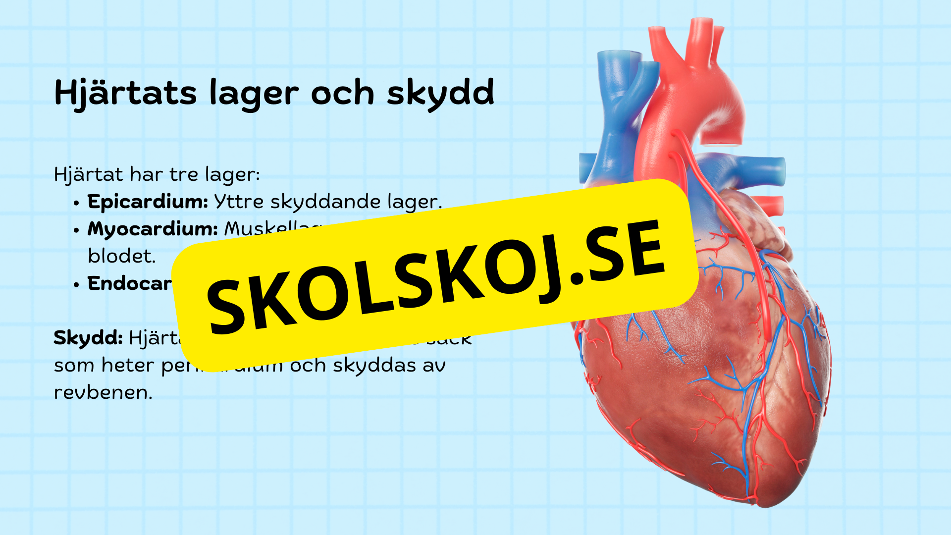 Så fungerar hjärtat – Presentation och frågor